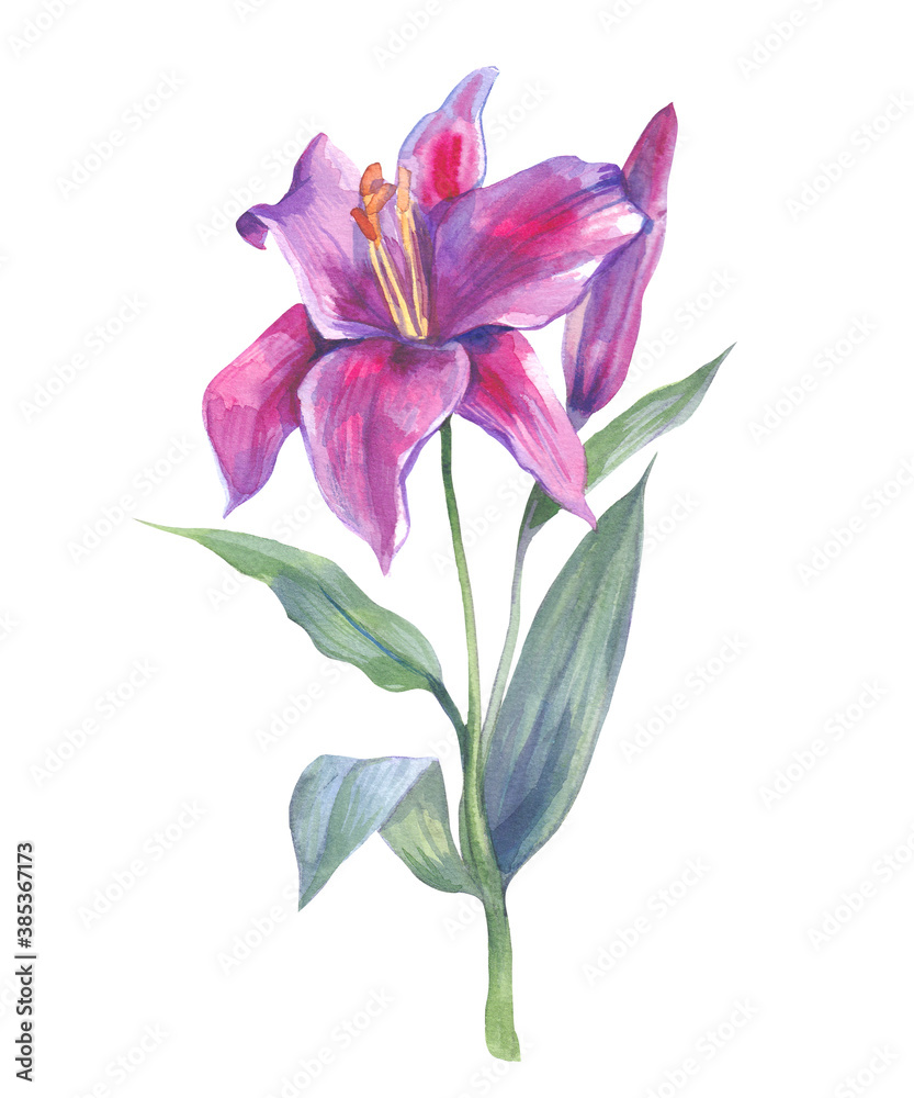 Watercolor flower. Beautiful botanical  painting