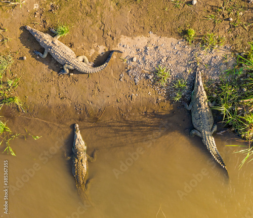 Aerial view of crocodiles basking in the sun along the Tarcoles river in Costa Rica.