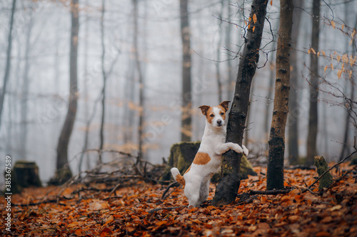 dog in autumn park. Jack Russell Terrier in yellow leaves