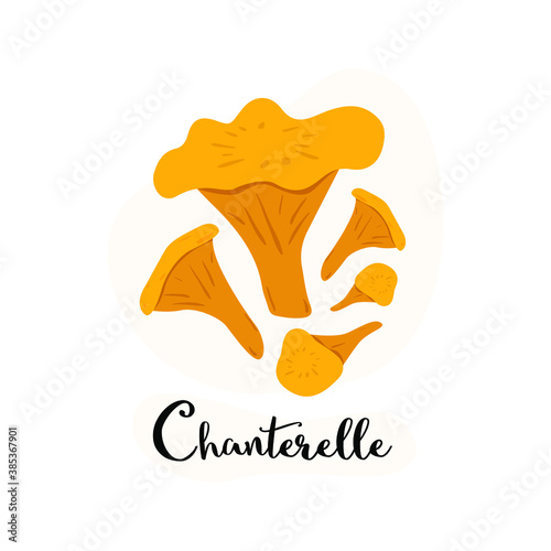 Chanterelle mushroom, a set of chanterelles mushroom on a white background. Flat vector cartoon illustration.