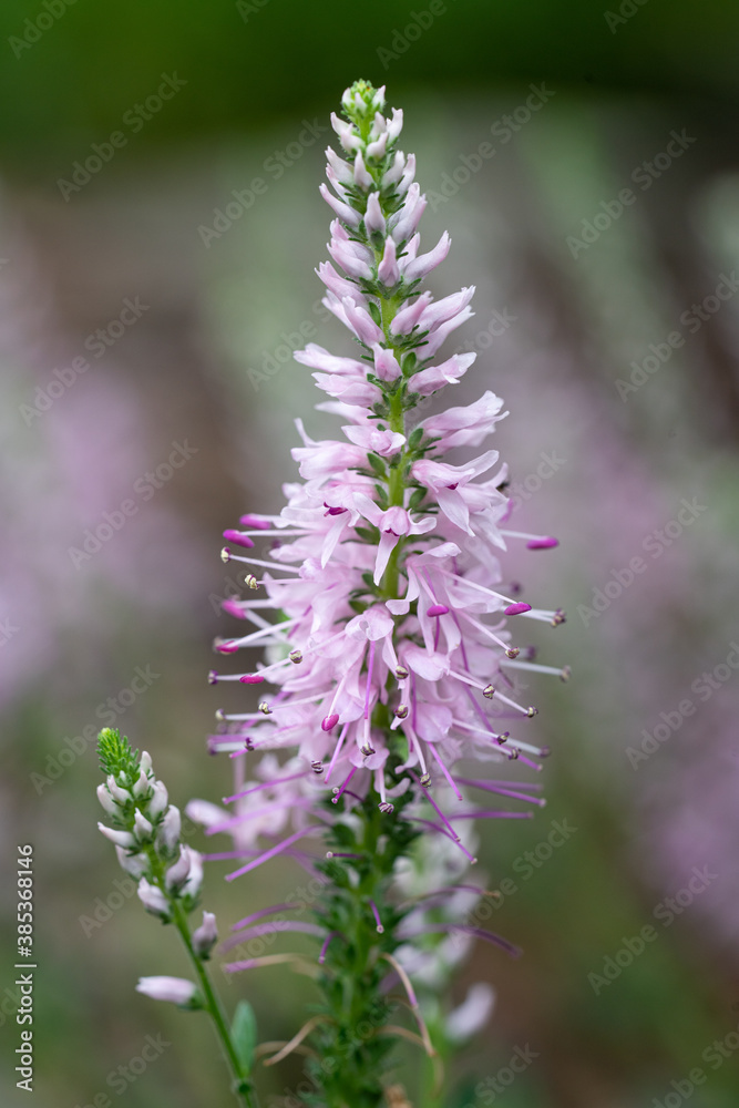 Obraz premium Speedwell, Veronica spicata