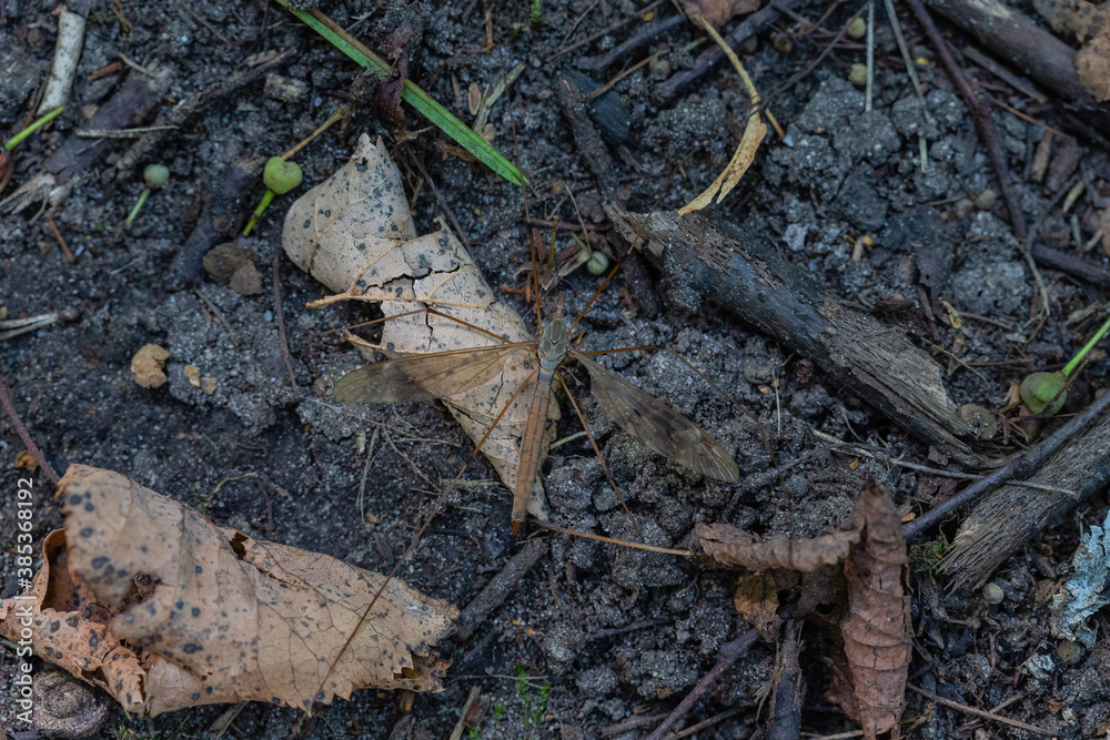 The crane fly on the ground like background The crane fly on the ground like background