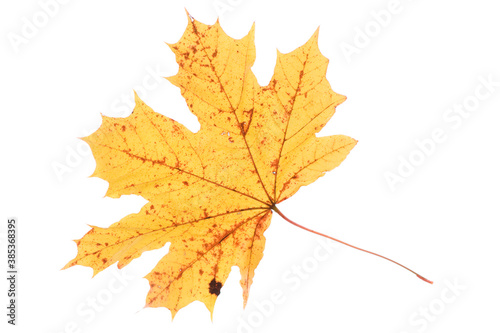 Yellow maple leaf Isolated on white background. Autumn concept.