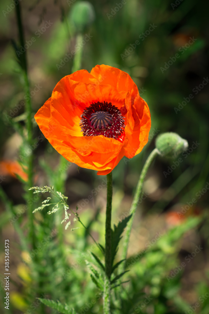 The Oriental poppy (lat. Papaver orientale) The Oriental poppy (lat. Papaver orientale)
