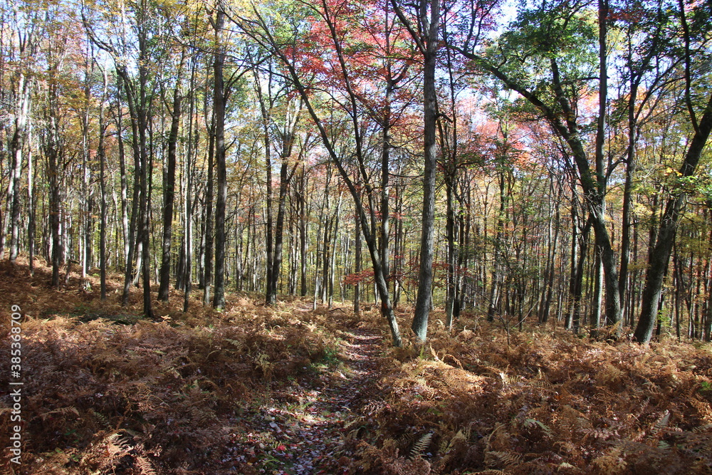 fall foliage color in the wilderness