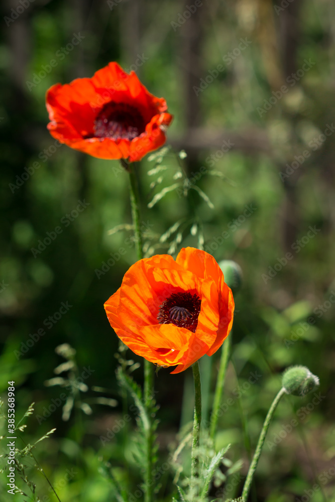 The Oriental poppy (lat. Papaver orientale) The Oriental poppy (lat. Papaver orientale)