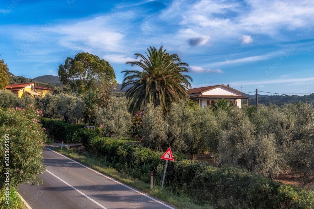 olivier et palmier en Toscane