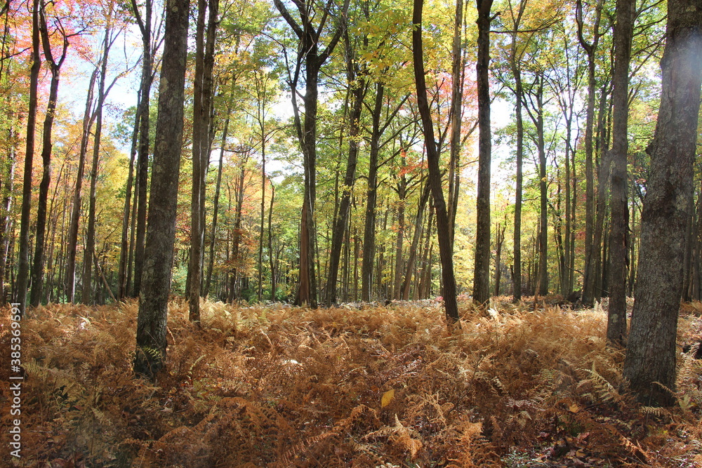 fall foliage color in the wilderness fall foliage color in the wilderness
