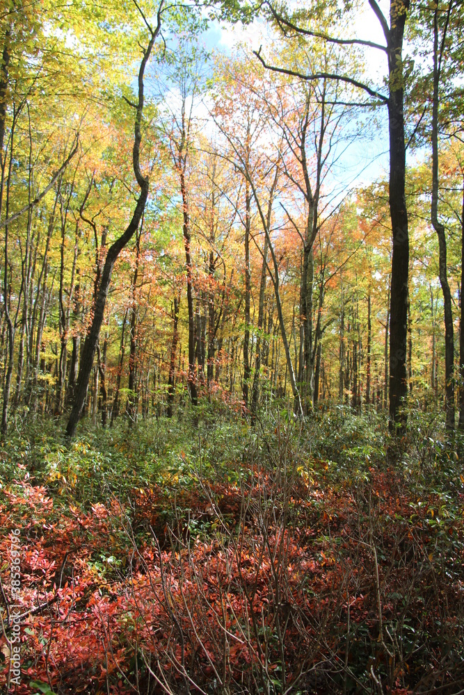 fall foliage in the wilderness of the Pennsylvania