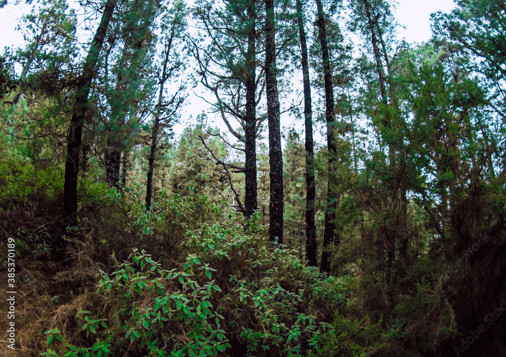 Fototapeta premium trees in the forest
