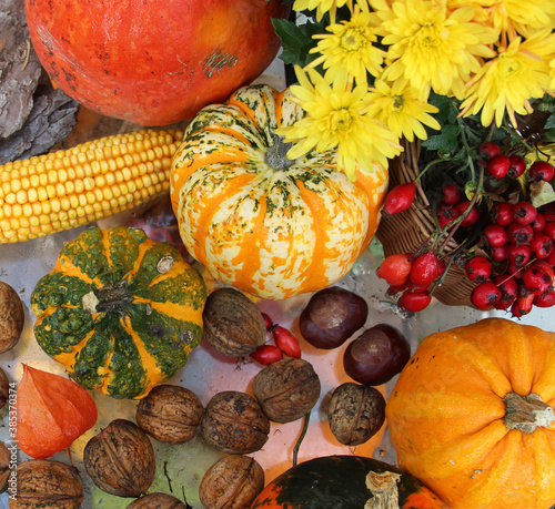 Mix of multicolored pumpkins photo