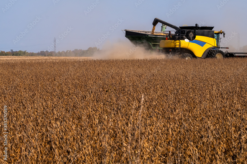 Fototapeta premium A farmer using a combine to harvest soy beans