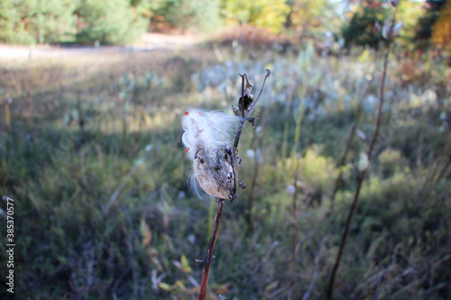 Milkweed pods releasing seeds © Raun