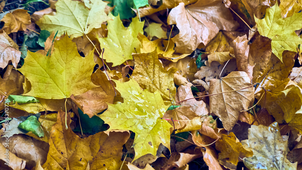 Fototapeta premium Colorful background of fallen autumn leaves. color nature
