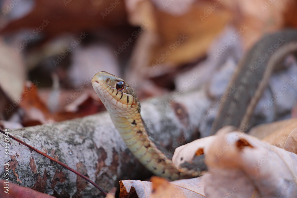 Fototapeta premium Garter snake on the forest ground in autumn