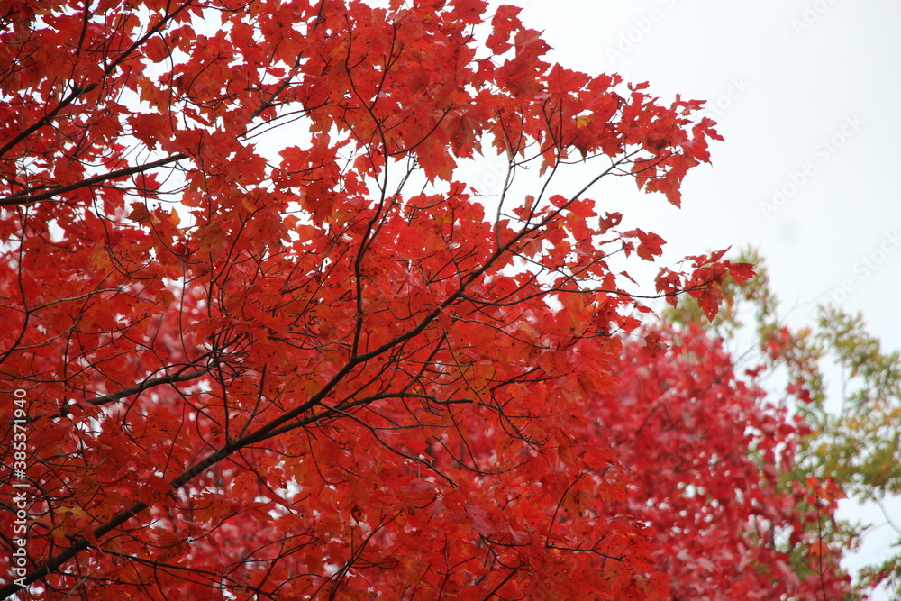 fall foliage color in the wilderness fall foliage color in the wilderness