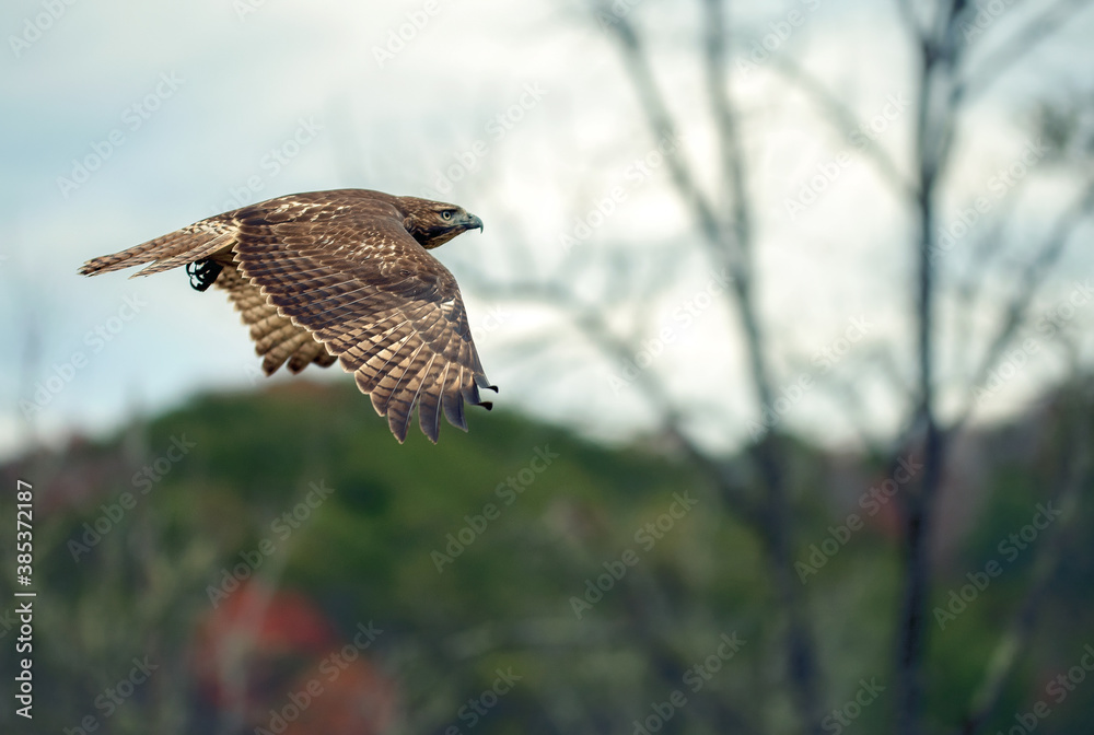 Fototapeta premium Hawk in flight