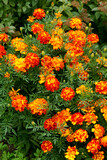 Multicolored marigold flowers in the garden on the flowerbed.