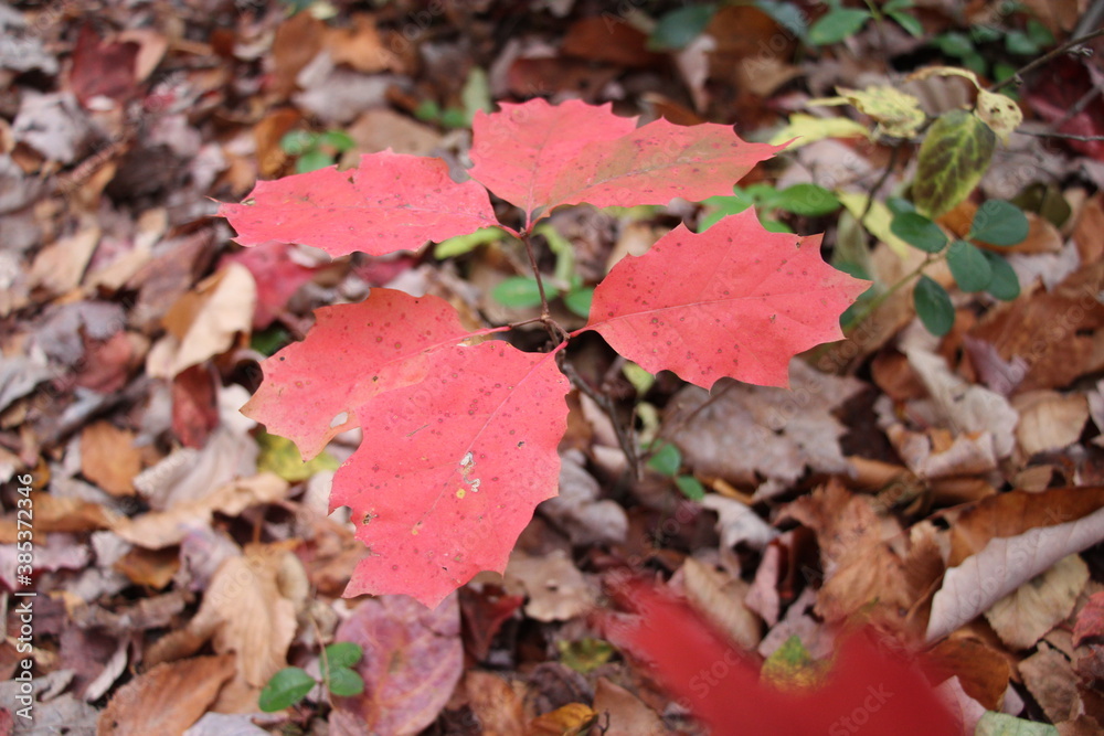 fall foliage color in the wilderness fall foliage color in the wilderness