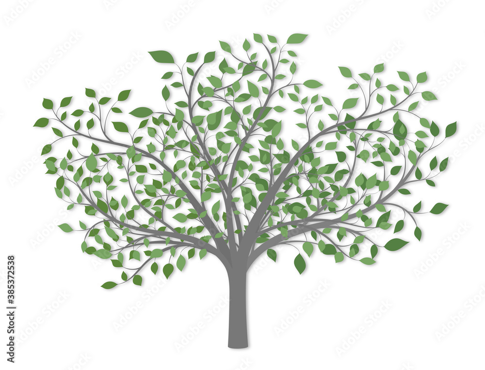 Tree with long branches and green leaves of different colors on a white background Tree with long branches and green leaves of different colors on a white background