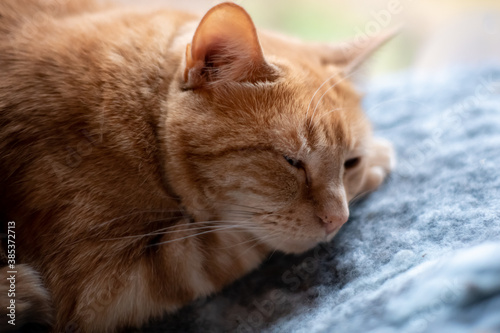 Sleeping ginger and white feline cat with face, whiskers and legs and eyes partially open. On blue, grey fluffy blanket bed. 