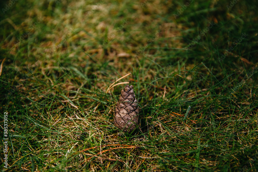 pine cone in the forest lies on green grass