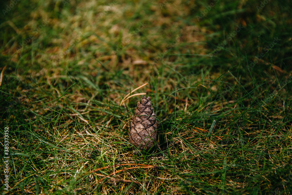 pine cone in the forest lies on green grass pine cone in the forest lies on green grass