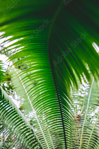 green leaves