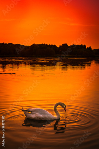 I took this picture at Sutton Park in Birmingham (UK) on a family walk. The sun was setting and brought out some beautiful colours, and this pretty swan just made it look more perfect.