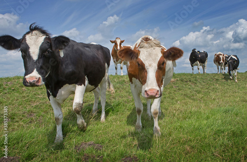 Cows in Dutch polder. Netherlands. Dike. Genemuiden. 