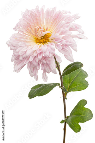 Pink chrysanthemum flower  isolated on white background