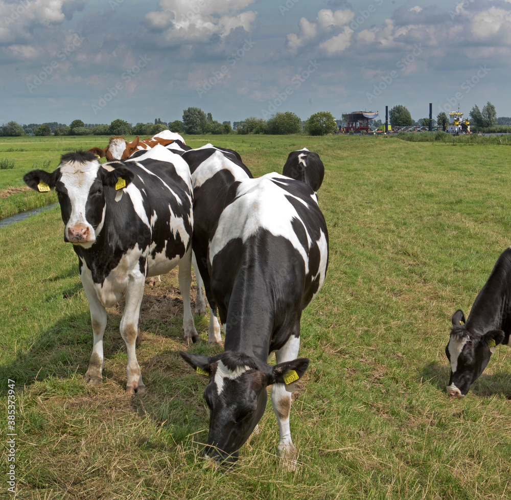 Cows in Dutch polder. Netherlands. Dike. Genemuiden. Cows in Dutch polder. Netherlands. Dike. Genemuiden.