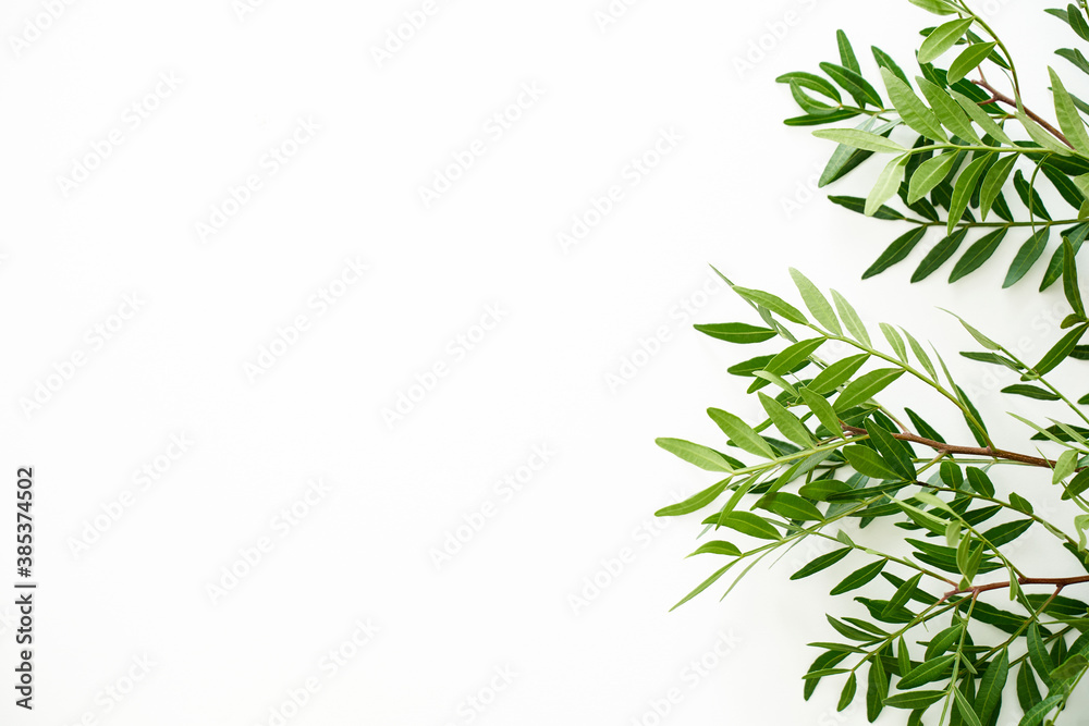 pistation branch green leaves isolated on white. High quality photo