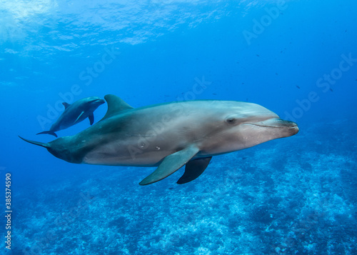 Dolphins of Rangiroa © Tropicalens
