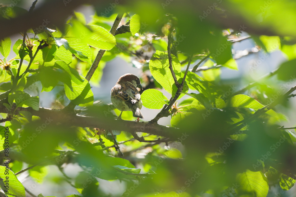 Obraz premium bird on a branch