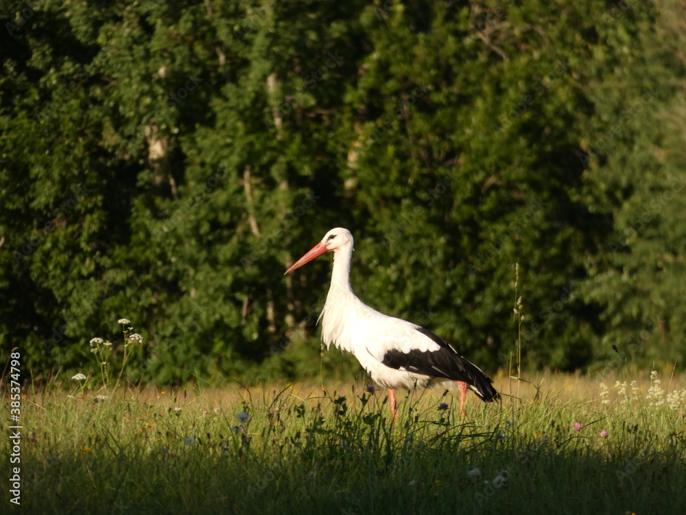 White stork (Ciconia ciconia) on the meadow next to the forest, Mazury Province, Poland White stork (Ciconia ciconia) on the meadow next to the forest, Mazury Province, Poland