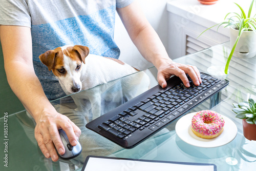 Male hands are typing on the keyboard, a donut is on a plate on a glass table, a dog is sitting on his lap. Home office