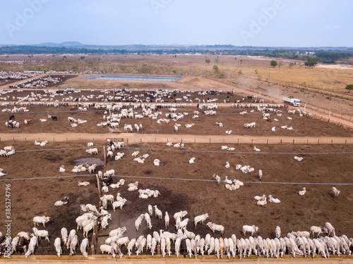 Aerial drone view of many oxen grazing on sunny summer day on feedlot cattle farm in Amazon, Para, Brazil. Concept of agriculture, environment, ecology, economy, deforestation and meat production. photo
