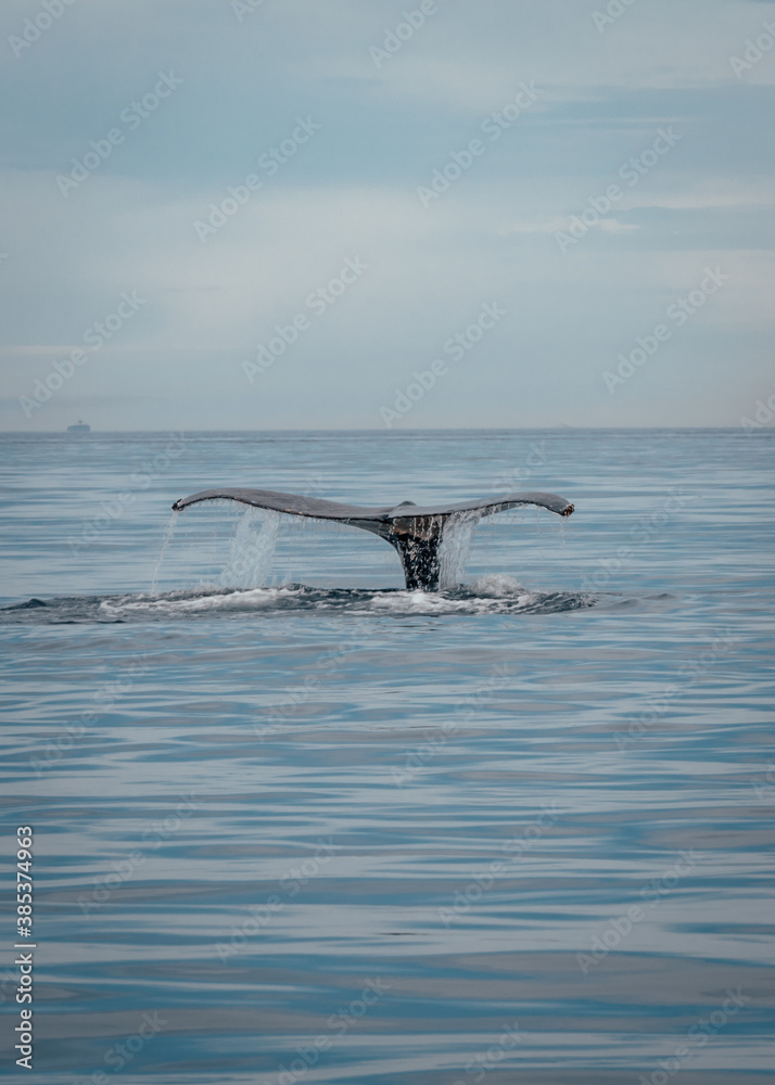 Obraz premium humpback tail
