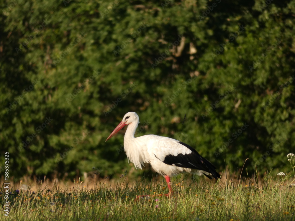 White stork (Ciconia ciconia) standing on the meadow, Mazury Province, Poland White stork (Ciconia ciconia) standing on the meadow, Mazury Province, Poland