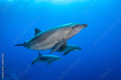 Dolphins in naturel aera © Tropicalens