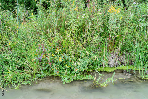 grass and wildflowers on a river shore in Nebraska Sandhills - Dismal River in early fall scenery