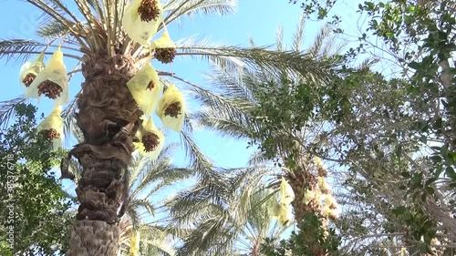 oases in South tunisia