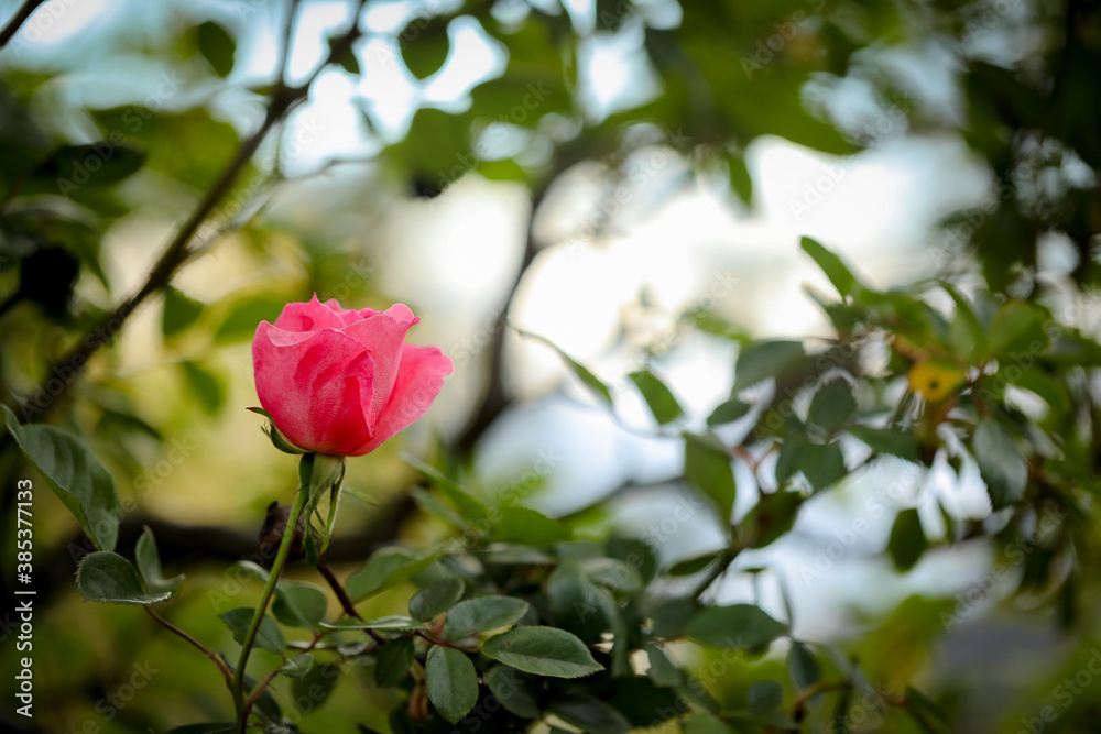 Vibrant pink rose in the garden.