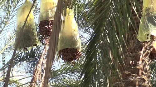 dates on Palmer tree