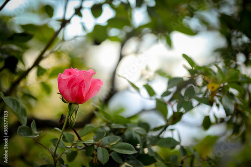 Vibrant pink rose in the garden.