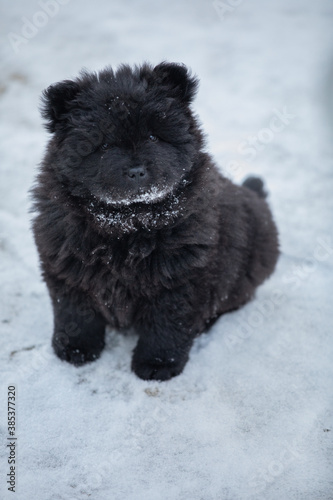 dog in snow © Leland