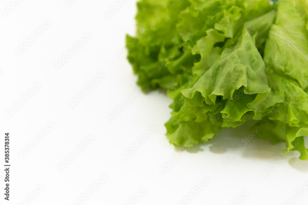 fresh green lettuce