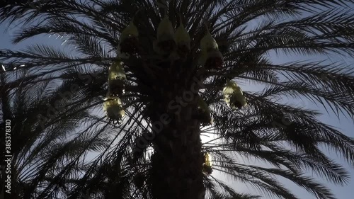 sunrise on Palmer trees