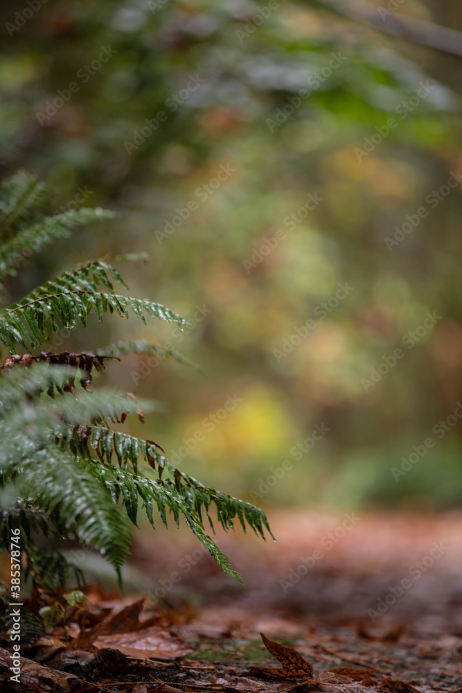 fern in the forest